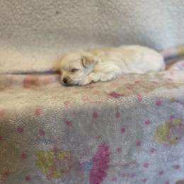 Styles - White male Morkie puppy in Taylorsville, North Carolina from Mountain Top Hot Tailz