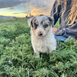 Blue - Blue merle female Australian Shepherd puppy in Heber City, Utah from Junipersdoodles