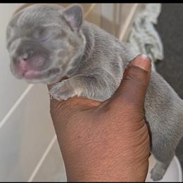 Paige - Tricolors female French Bulldog puppy in Joliet, Illinois from MarvelousFrenchies