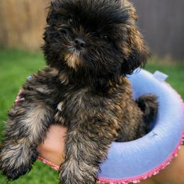 Rebel (AKA Purple) - Brindle female Shih Tzu puppy in Leander, Texas from Leander Shih Tzu