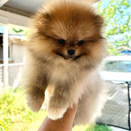 Pomeranian Puppies from Strawberry Pom Poms