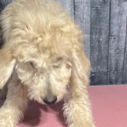 Gray collar - Goldendoodle puppy in Oklahoma from Helios Doodles