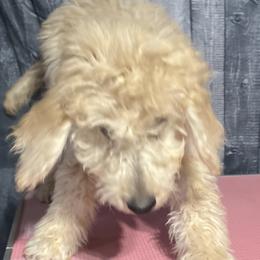 Gray collar - Goldendoodle puppy in Oklahoma from Helios Doodles