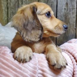 Caroline - Sable female Dachshund puppy in Mountain Grove, Missouri from Callaway Country Dachshunds