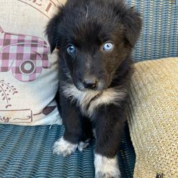 Jackie Chan - Black & white male Australian Shepherd puppy in Mocksville, North Carolina from Ewes2farm
