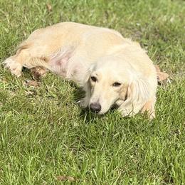 Honey - Dachshund
