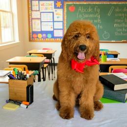 Lennon's Red Boy - Red  male Goldendoodle puppy in Kountze, Texas from Texas Doodles LLC