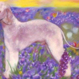 Bedlington Terriers from Elante Bedlingtons