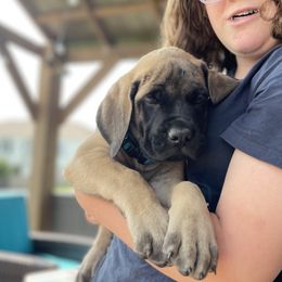 Boy 6 - Apricot Mastiff puppy in South Dakota from Clearbrook Mastiffs