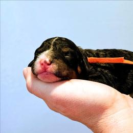 Glacier - Phantom male Bernedoodle puppy in Forest, Ohio from Mini Doodle Buddies
