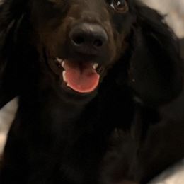 Dachshunds from Tracy’s Dachshunds