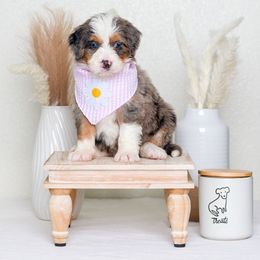 Bernedoodle Puppies from Pawsh Bernedoodles