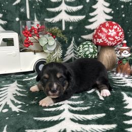 Jingle- fluffy coat - Black and white male American Corgi puppy in Waskom, Texas from Piney Woods Corgis