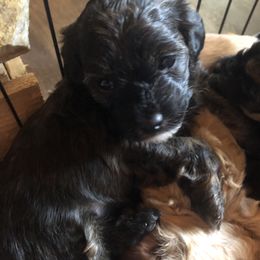 Girl 2 - Chocolate and white female Havapoo puppy in Centerville, Idaho from HopplevalleyPTA...(Puppies To Adore)