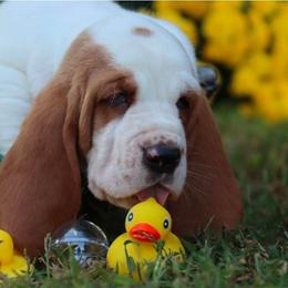 Puffer - Red and white male Basset Hound puppy in Pollock, Missouri from Northstar