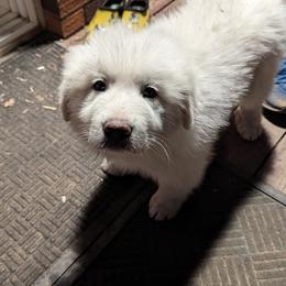 Great Pyrenees Puppies from Bobby Horton