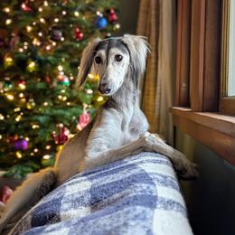 Saluki Puppies from Sahar Paz Salukis