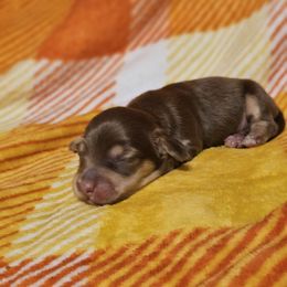 Chocolate and cream - Chocolate and cream female Dachshund puppy in Trade, Tennessee from TN Miniature Dachshunds & Basset Hounds