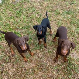 Doberman Pinscher Puppies from Down the Leash