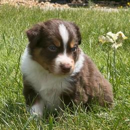 Axle - Red tri-color male Australian Shepherd puppy in Franktown, Colorado from Double NB Livestock LLC