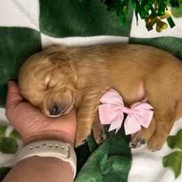 Pink Collar - Female 4 - Golden female Golden Retriever puppy in Bonanza, Oregon from Gold 'N Dust Ranch