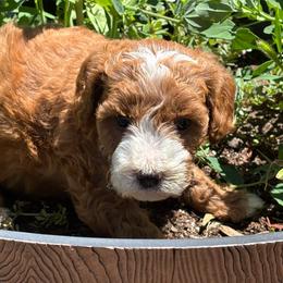 Red Collar Girl - Red  female Goldendoodle puppy in Colorado Springs, Colorado from Pikes Peak Doodles