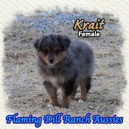 Krait - Blue merle female Toy Australian Shepherd puppy in Forestburg, Texas from Flaming Dill Ranch Aussies