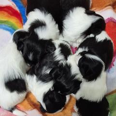 Mal-Shi puppies from Austin Maltese Babies