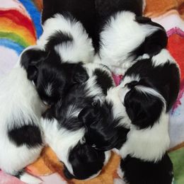 Mal-Shi puppies from Austin Maltese Babies