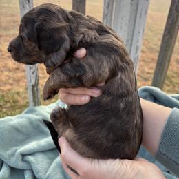 Dachshund Puppies from A Anchor Farm
