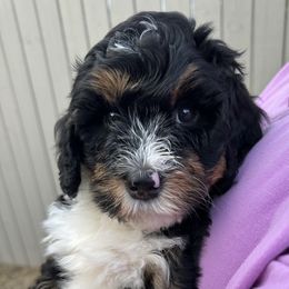 Belle - Tri-color Bernedoodle puppy in Arab, Alabama from ConkleDoodlePoos