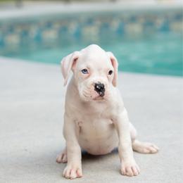 Pearl - White female Boxer puppy in Georgia from Stephanie’s Boxers