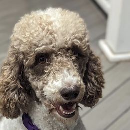 Labradoodles from Wai Side Doodles