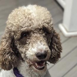 Labradoodles from Wai Side Doodles