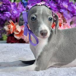 Meli - White and blue female Italian Greyhound puppy in Lakeland, Florida from Elite Doxies Florida