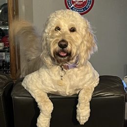 Skye - Goldendoodle