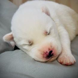 Bryce - White male Siberian Husky puppy in Atlanta, Georgia from Lobban Huskies