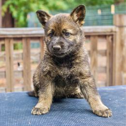 Tessarion - Sable female German Shepherd puppy in Santa Cruz, California from Von Guadachi German Shepherds & Audacity Border Collies