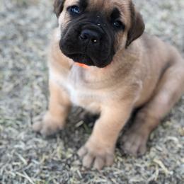 Winslow- Orange - Brown Boerboel puppy in Pearce, Arizona from Desert Stronghold Boerboels