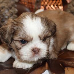 Honey Ginger Macchiato - Shih Tzu puppy from PAWSitive Breeders of the Carolinas