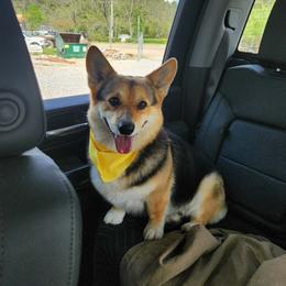 Doc - Pembroke Welsh Corgi