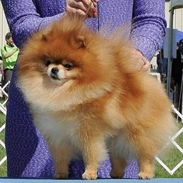 Seth - Pomeranian