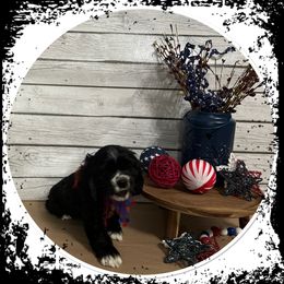 Cocker Spaniel Puppies from K&M crocker Spaniels