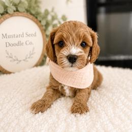 Hannah aka Poppy - Red female Cavapoo puppy in Ephrata, Washington from Mustard Seed Doodle Co.