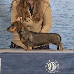 Lucille - Dachshund