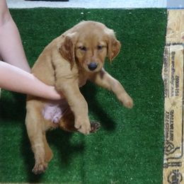 Golden Retriever Puppies from Fetching Goldens, LLC
