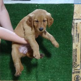 Golden Retriever Puppies from Fetching Goldens, LLC