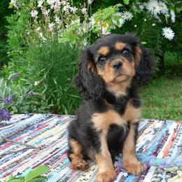 Cavalier King Charles Spaniel Puppies from 7 Bridges Cavaliers