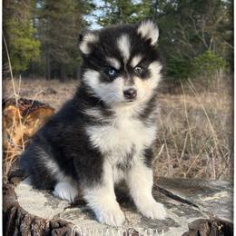 Runamok Peppermint Schnapps (Pepper) - Black and white female Pomsky puppy in St. Maries, Idaho from Runamok Farm