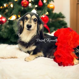 Harper - Black and cream female Dachshund puppy in Anderson, Alabama from Pasek Kennels